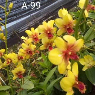 Dendrobium (ds-063)