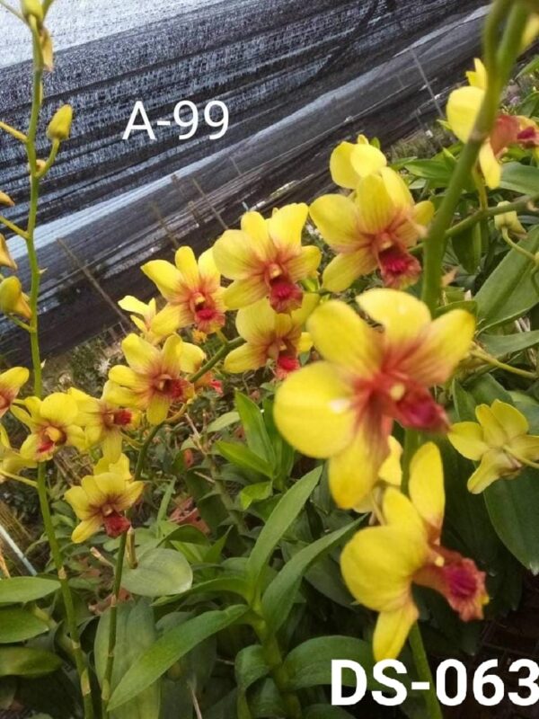 Dendrobium (ds-063)