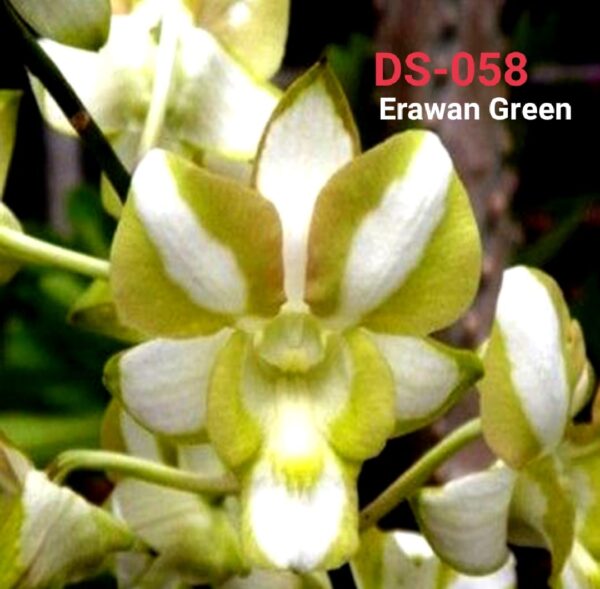 Dendrobium (ds-058)