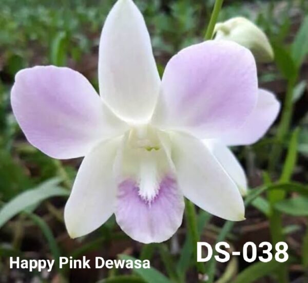 Dendrobium (ds-038)
