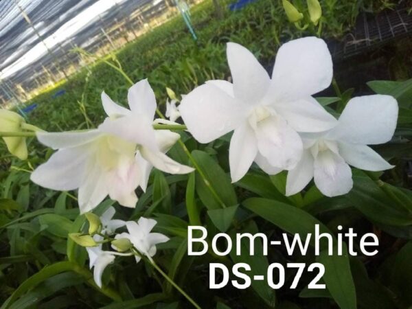 Dendrobium (ds-072)