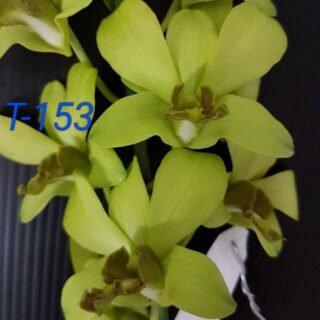 Dendrobium (ds-055)