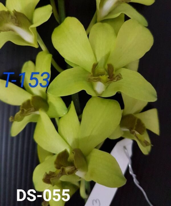 Dendrobium (ds-055)