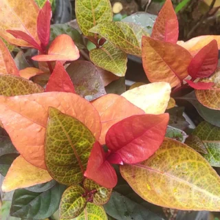 Golden net bush - 'sunset'/pseuderanthemum 'sunset'