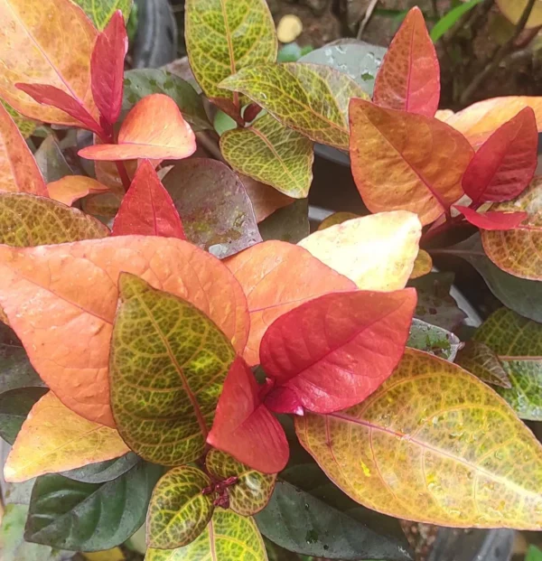Golden net bush - 'sunset'/pseuderanthemum 'sunset'