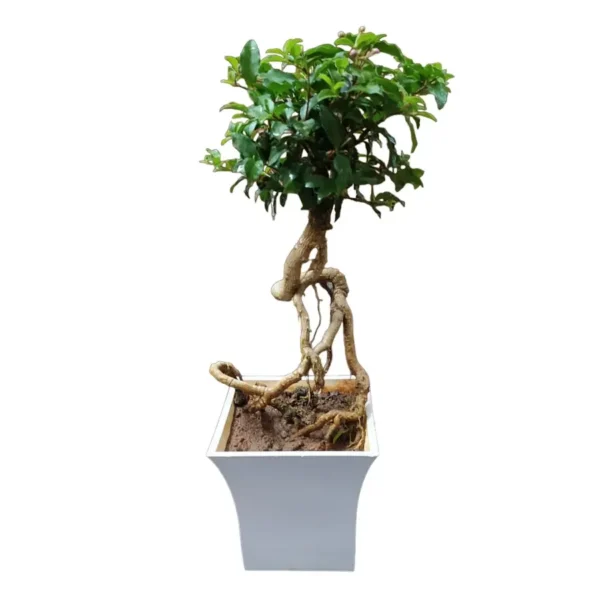 Barbadose Cherry Dwarf Bonsai - Rare - Image 3