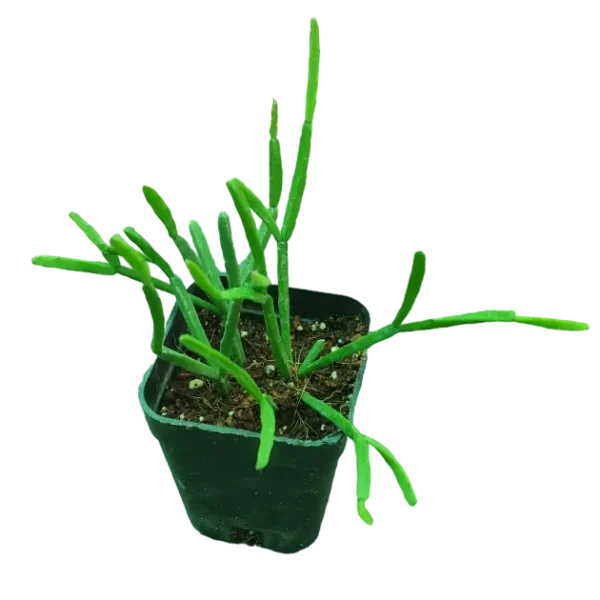 Rhipsalis baccifera 'Oasis'(Pencil cactus) - Image 3
