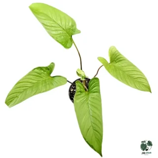 Homalomena SP Corong - Rare