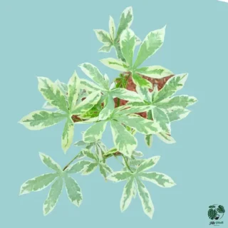 Tapioca Variegated Plant (Variegation from outside) - Rare