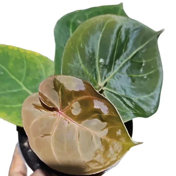 ANTHURIUM HOFFMANI RED SINUS - Super Rare - Image 2