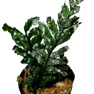 Fern sp Sumatra