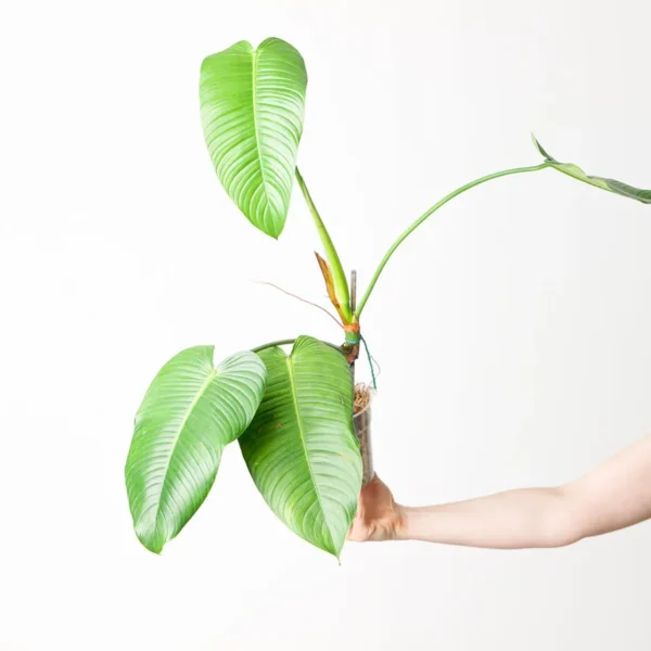 Philodendron Scherberichii- Rare Plant - Image 3