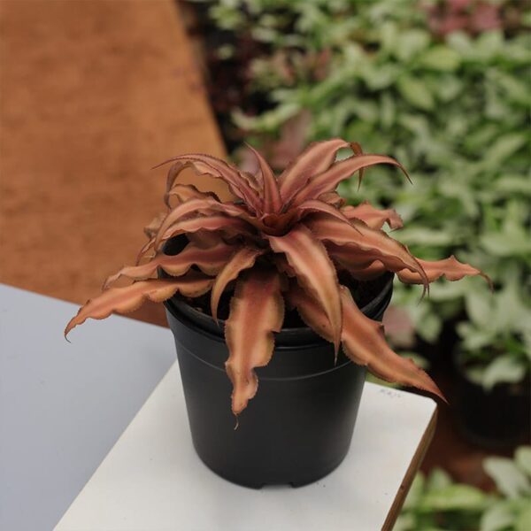 Cryptanthus Brown - Image 2