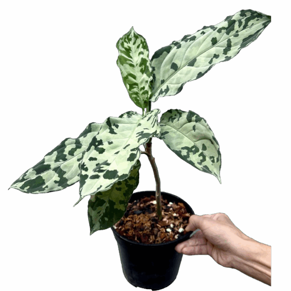 Aglaonema Pictum white -Rare - Image 2