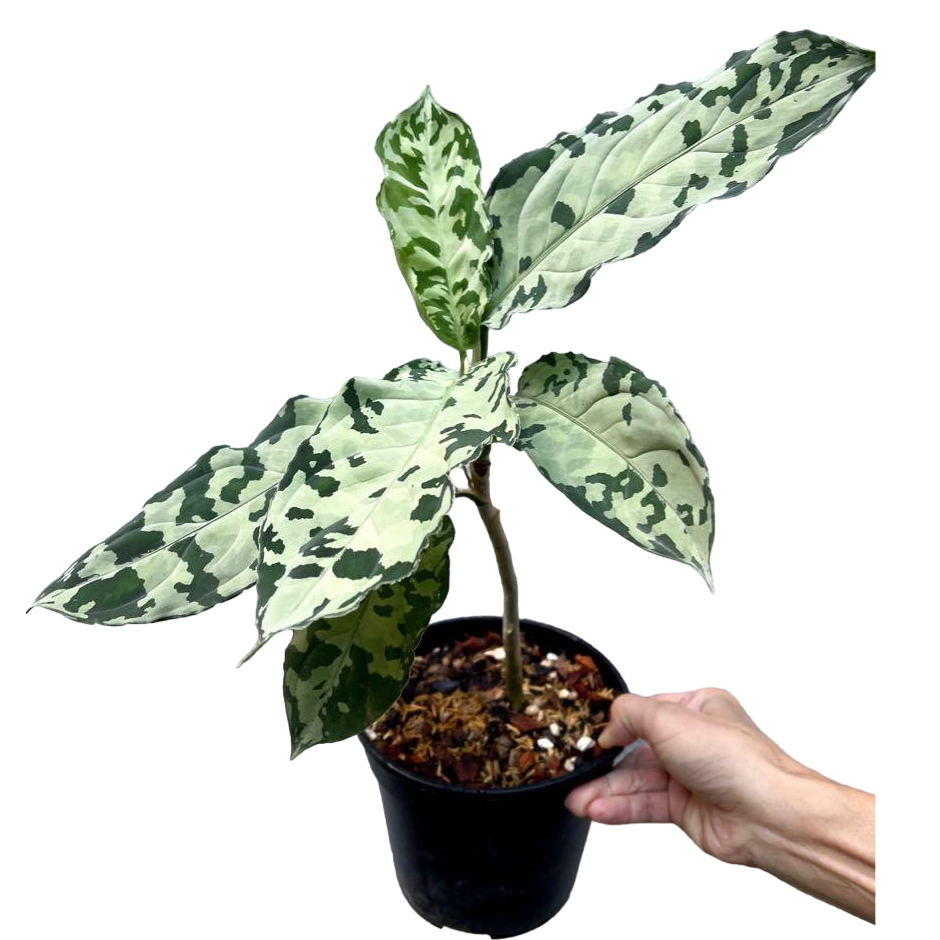 Aglaonema Pictum white -Rare - Image 2