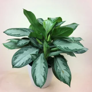 Aglonima Ice (Big)