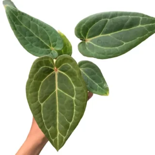 Anthurium Red Stem X Luxurian - Rare