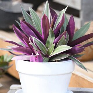Rhoeo Plant - Pink