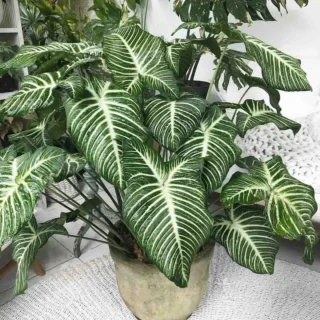 Caladium Lindenii