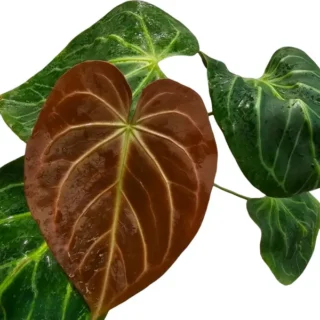 Anthurium Portillae x King Of Spade - Rare