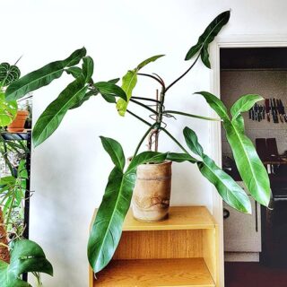 Philodendron Mexicanum
