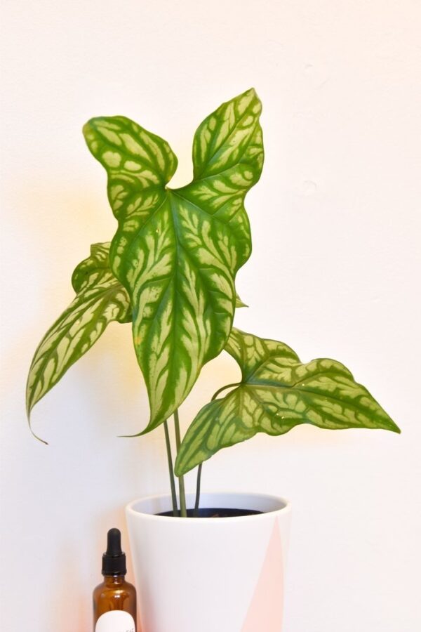 Cercestis Mirabilis - Rare - Image 3