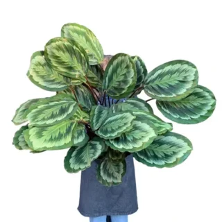Calathea Roseopicta ‘Mysty' - Rare