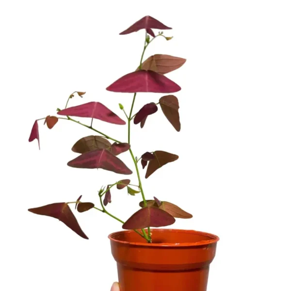 Red Butterfly Wing Plant - Rare - Image 3