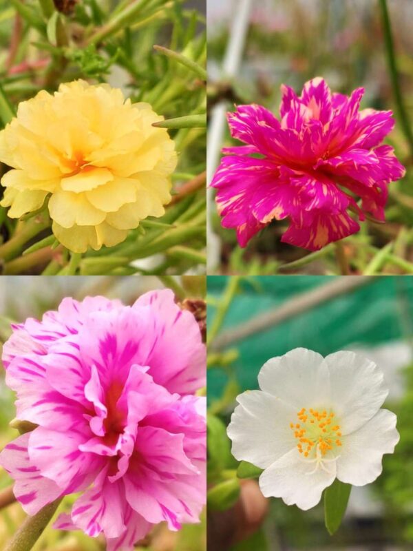 Portulaca, Purslanes, Table rose, Pathumani (Moss rose, moss rose purslane, Mexican rose, sun rose, rock rose, table rose)-  30 varietys Combo - Image 10