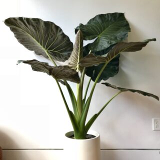 Alocasia Regal Shields - Rare