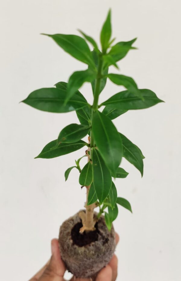 Golden Trumpet - Image 8
