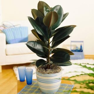 Black Rubber, Ficus elastica, Burgundy (Big)