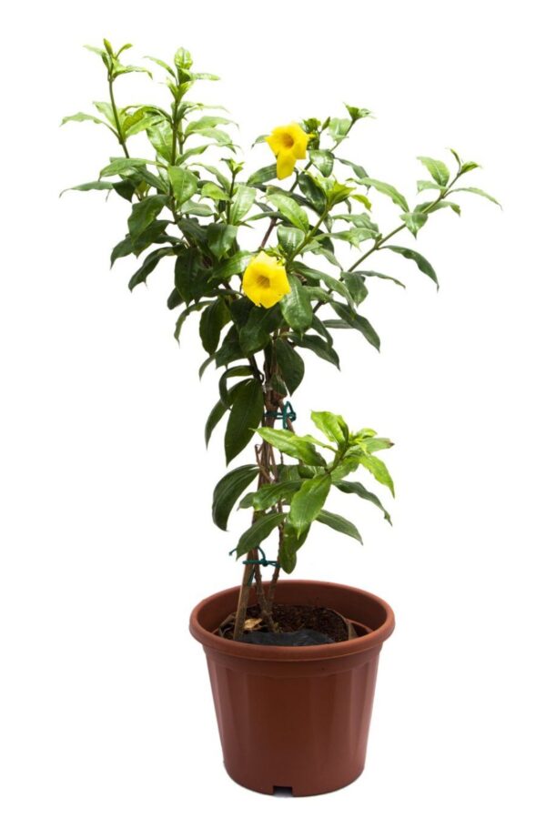 Golden Trumpet - Image 3