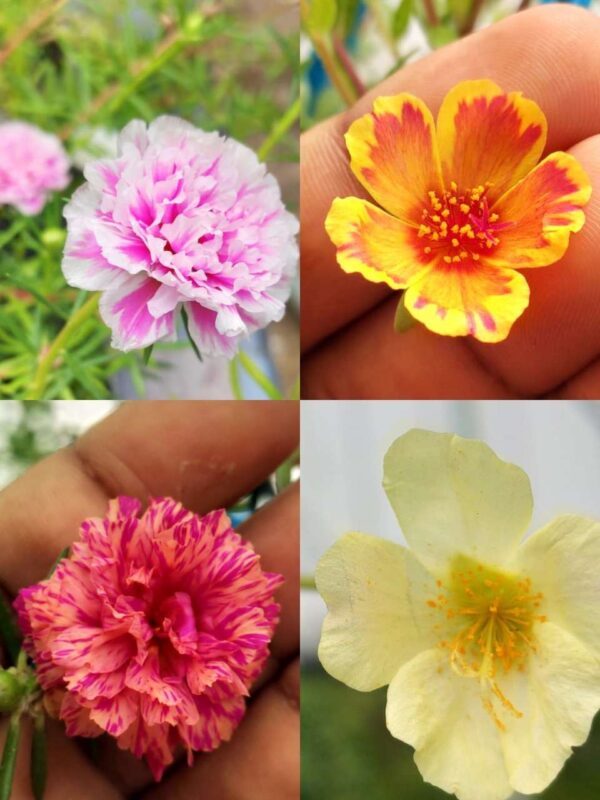Portulaca, Purslanes, Table rose, Pathumani (Moss rose, moss rose purslane, Mexican rose, sun rose, rock rose, table rose)-  30 varietys Combo - Image 11