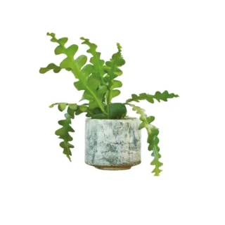 Fishbone Cactus | Epiphyllum anguliger | Zig zag cactus Plant