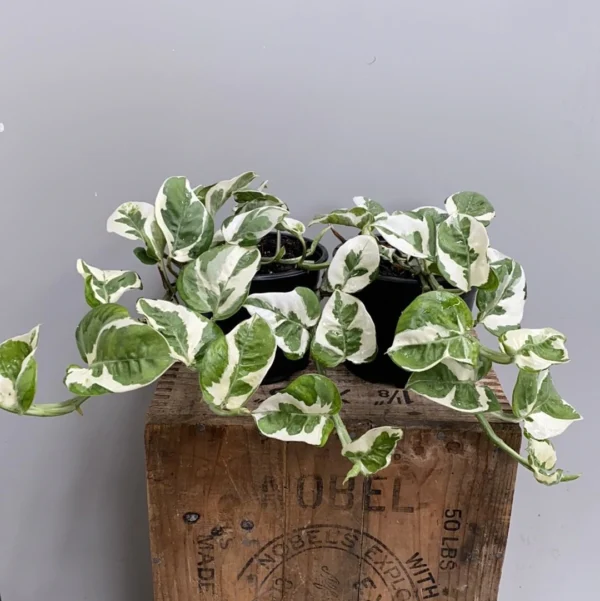Epipremnum Aureum 'Njoy Pothos' - Image 2