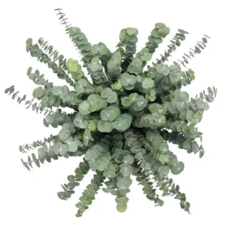 Baby Dollar plant