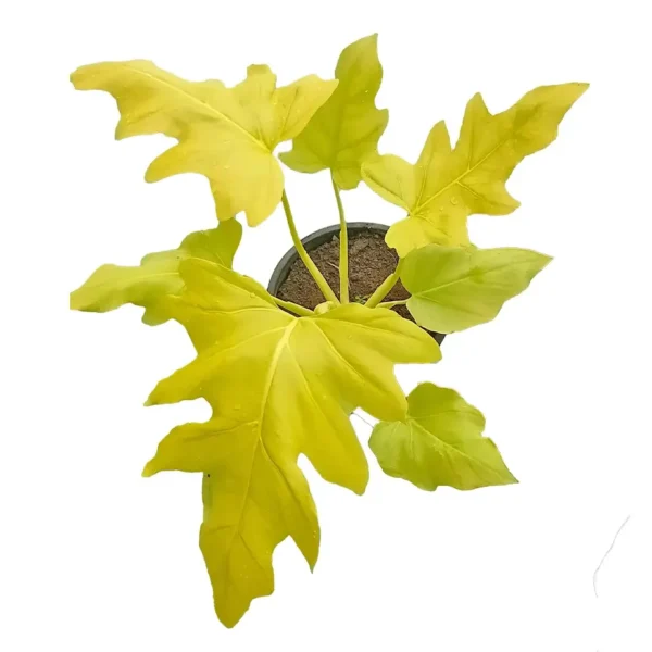Philodendron Selloum Golden – Plant - Image 2