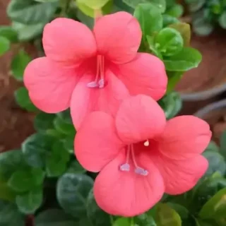Barleria Repens, Barleria galpinii plant