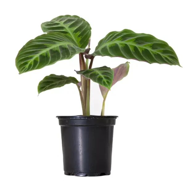 Calathea Warscewiczii - Image 3