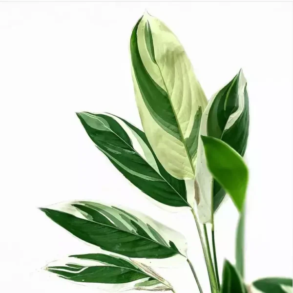 Maranta Arundinacea Variegated - Image 2