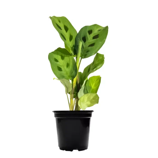 MARANTA LEUCONEURA KERCHOVEANA - Image 3