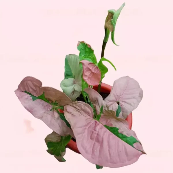 Syngonium Pink Lava - Rare - Image 2