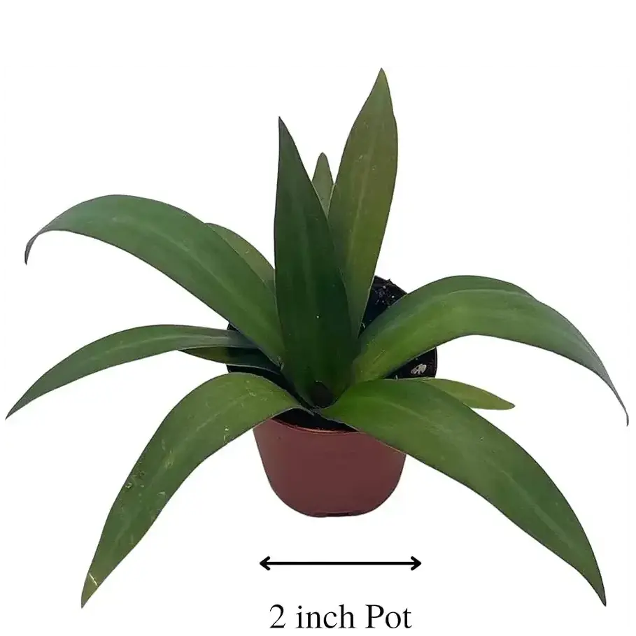 Rhoeo plant - Green - Image 3