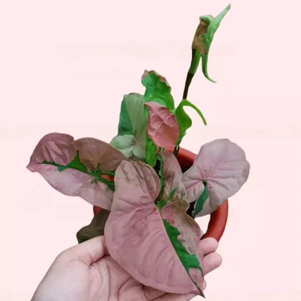 Syngonium Pink Lava - Rare - Image 3