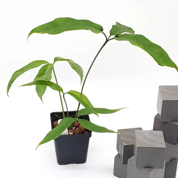ANTHURIUM CLAVIGERUM -Rare - Image 3
