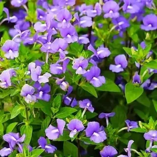 Brazilian Snapdragon