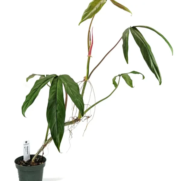 Philodendron Paloraense (Bigplant) - Rare - Image 3