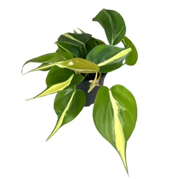 Philodendron Silver Stripe - Image 3