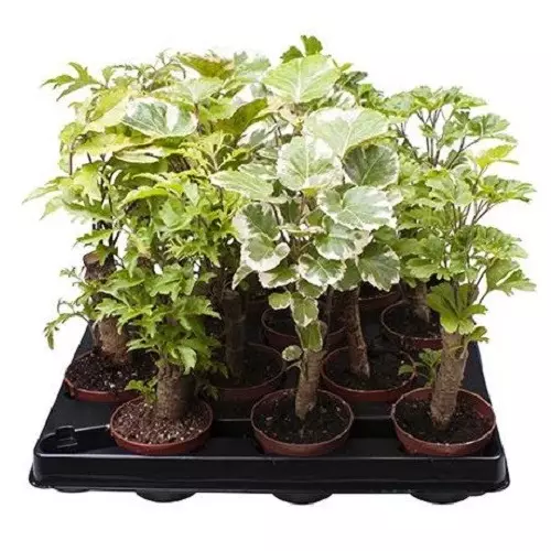 Aralia/Polyscias Balfouriana Variegated - Image 2